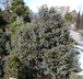 Picea pungens 'Dove' - Blue Spruce