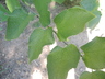 Celtis reticulata - Netleaf Hackberry Western Hackberry Palo Blanco