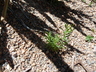 Chrysothamnus viscidiflorus - Yellow Rabbitbrush Sticky Leaf Rabbitbrush