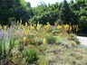 Eremurus stenophyllus - Foxtail Lily Narrow-Leaved Foxtail Lily
