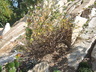 Betula nana - Dwarf Birch Alpine Birch