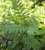 Sorbus americana - American Mountain Ash