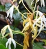 Hedychium hasseltii - Butterfly Ginger Java Butterfly Ginger Garland Ginger Lily Garland Flowers