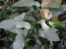 Philodendron glaucophyllum
