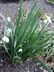 Leucojum aestivum 'Gravetye Giant' - Summer Snowflake Loddon Lily