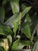 Chlorophytum macrophyllum
