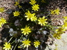 Ranunculus ficaria 'Brazen Hussy' - Lesser Celandine Celandine Buttercup