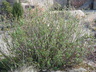 Salix brachycarpa - Barren Ground Willow Gray Leaf Willow Shortfruit Willow