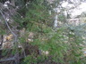 Cephalotaxus sinensis - Chinese Plum Yew