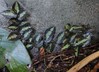 Pellionia repens - Trailing Watermelon Begonia