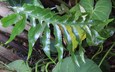 Microsorum diversifolium - Kangaroo Fern Hound's Tongue Fern