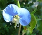 Commelina erecta - Erect Dayflower Whitemouth Dayflower Yerba Del Pollo