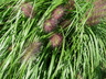 Pennisetum alopecuroides 'Red Head' - Chinese Fountain Grass Swamp Foxtail Grass