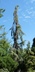 Hesperocyparis glabra 'Raywood’s Weeping' - Arizona Cypress Hesperocyparis glabra 'Raywood’s Weeping' - Arizona Cypress