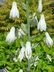 Ornithogalum candicans - Summer Hyacinth Spire Lily Cape Hyacinth