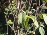 Ostrya virginiana 'JFS-KW5' [sold as Autumn Treasure (TM)] - Eastern Hop Hornbeam American Hophornbeam