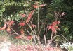 Rhus copallina var. latifolia 'Morton' [sold as PRAIRIE FLAME (TM)] - Dwarf Sumac Flameleaf Sumac Winged Sumac Shining Sumac