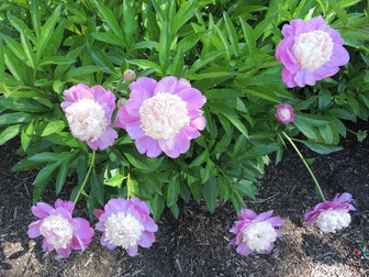 Paeonia 'Santa Fe' (lactiflora Group)