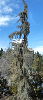 Title Image