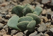 Aloinopsis spathulata - Hardy Living Stone