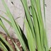 Cymbopogon citratus - Lemongrass West Indian Lemongrass