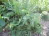 Filipendula vulgaris - Dropwort Meadowsweet