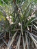 Ophiopogon planiscapus 'Nigrescens' - Black Mondo Grass Black Lily Turf