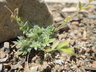 Oxytropis sericea - White Locoweed