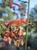 Phygelius capensis - Cape Fuchsia Cape Figwort