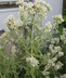Pycnanthemum flexuosum - Appalachian Mountain Mint
