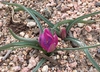 Tulipa humilis - Tulip