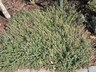 Thymus x citriodorus 'Doone Valley' - Lemon Thyme