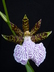 Zygopetalum mackaii