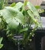 Sagittaria montevidensis - Giant Arrowhead Aztec Arrowhead