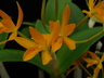 Cattleya aurantiaca 'Kumquat'