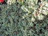 Lamium maculatum 'White Nancy' - Spotted Dead Nettle