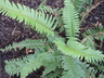 Polystichum munitum - Common Sword Fern Western Sword Fern