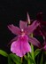 Miltonia grex Seminole Blood 'Everglades'