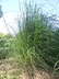 Eragrostis curvula - Boer Love Grass Weeping Love Grass