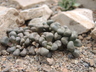 Aloinopsis schooneesii - Living Stone