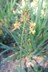 Bulbine frutescens [sold as TINY TANGERINE (TM)] - Yellow African Bulbine