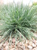 Koeleria vallesiana 'Mountain Breeze' - Somerset Hair Grass
