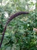 Actaea simplex 'Black Negligee' (Atropurpurea Group) - Snakeroot Bugbane