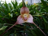 Dracula gigas - Monkey Face Orchid