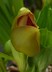 Anguloa dubia - Tulip Orchid