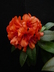 Rhododendron rarilepidotum
