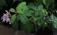 Fuchsia paniculata ssp. paniculata - Shrubby Fuchsia