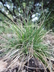 Deschampsia cespitosa 'Pixie Fountain' - Tufted Hair Grass Tussock Grass