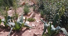 Ornithogalum viridiflorum - Green-Flowered Galtonia Green Berg Lily