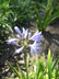 Agapanthus 'Tom Thumb' - Lily Of The Nile African Lily